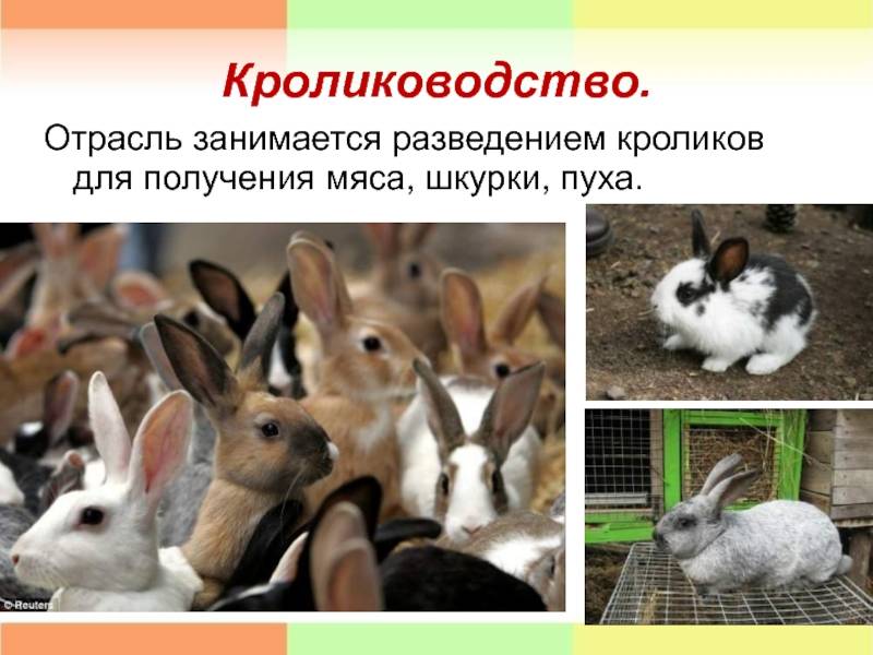 Самые интересные факты о кроликах