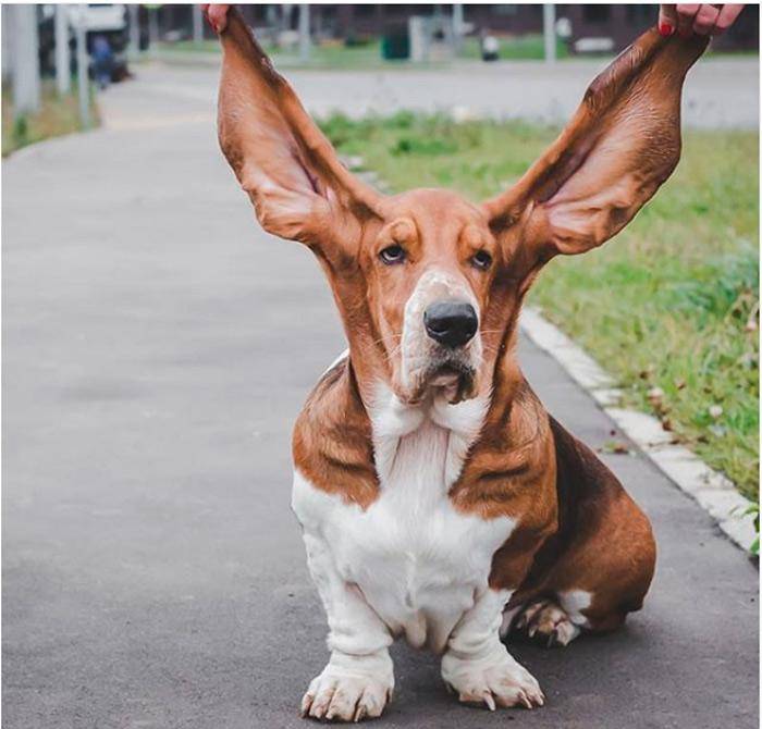 Собака с большими ушами и короткими лапами: порода с фото и названием