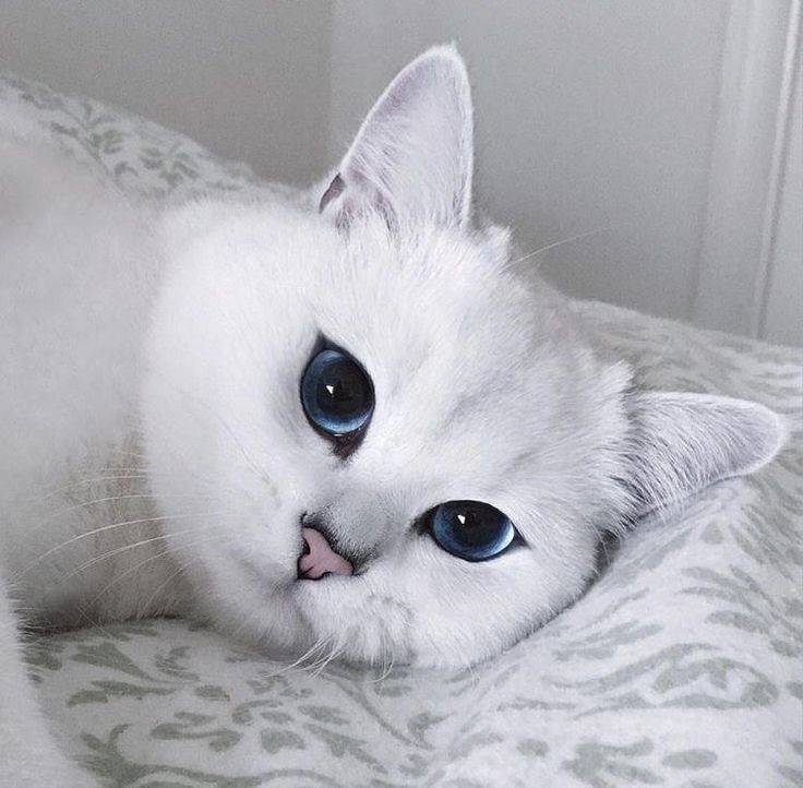 Как называется порода кошек с большими глазами?