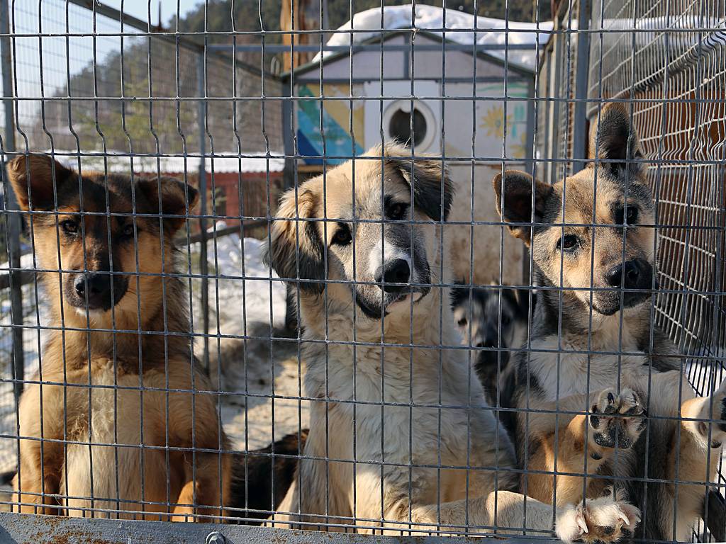 Как отдать в приют собаку в москве и московской области: обзор приютов, описание и отзывы