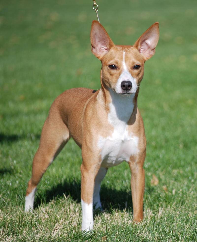 Американский голый терьер: все о собаке, фото, описание породы, характер, цена