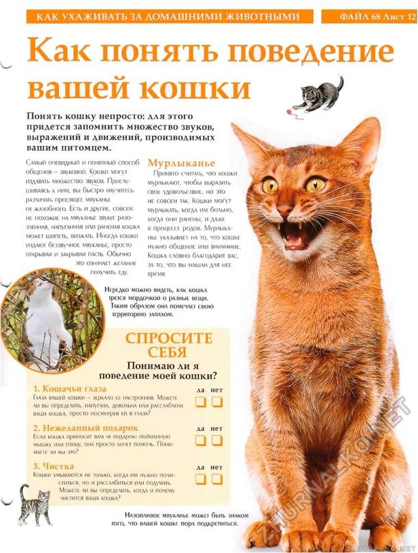 Вой, рычание, шипение...что означают звуки, которые издает ваша кошка - gafki.ru