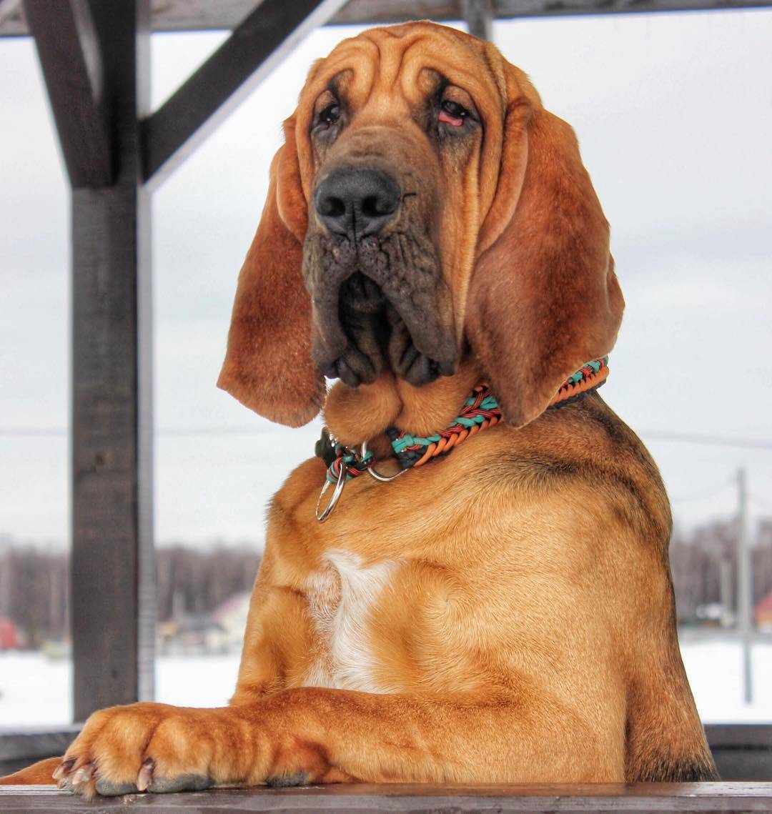 Порода собак бладхаунд: фото, видео, описание породы и характер