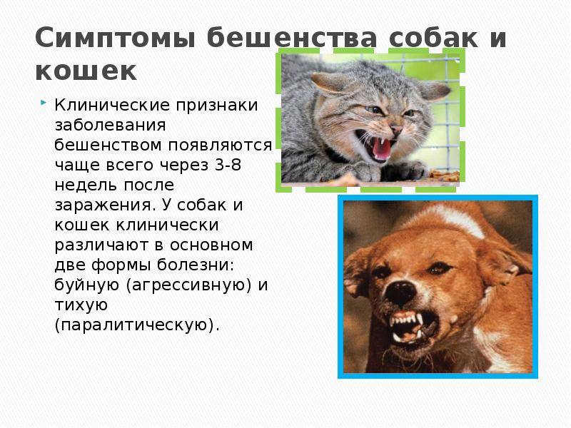 Бешенство у кошек: признаки и симптомы, опасность для человека, инкубационный период, профилактика