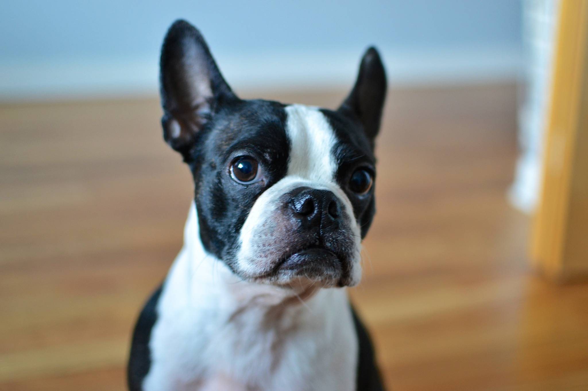 Характеристика собак породы бостон терьер с отзывами и фото