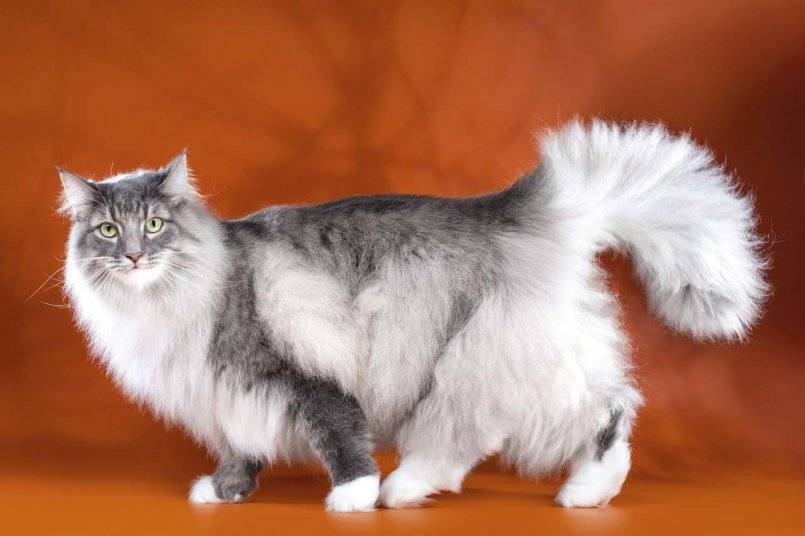 Кошка ангорская: история происхождения породы, внешний вид и фото, особенности характера и ухода за котом, отзывы владельцев