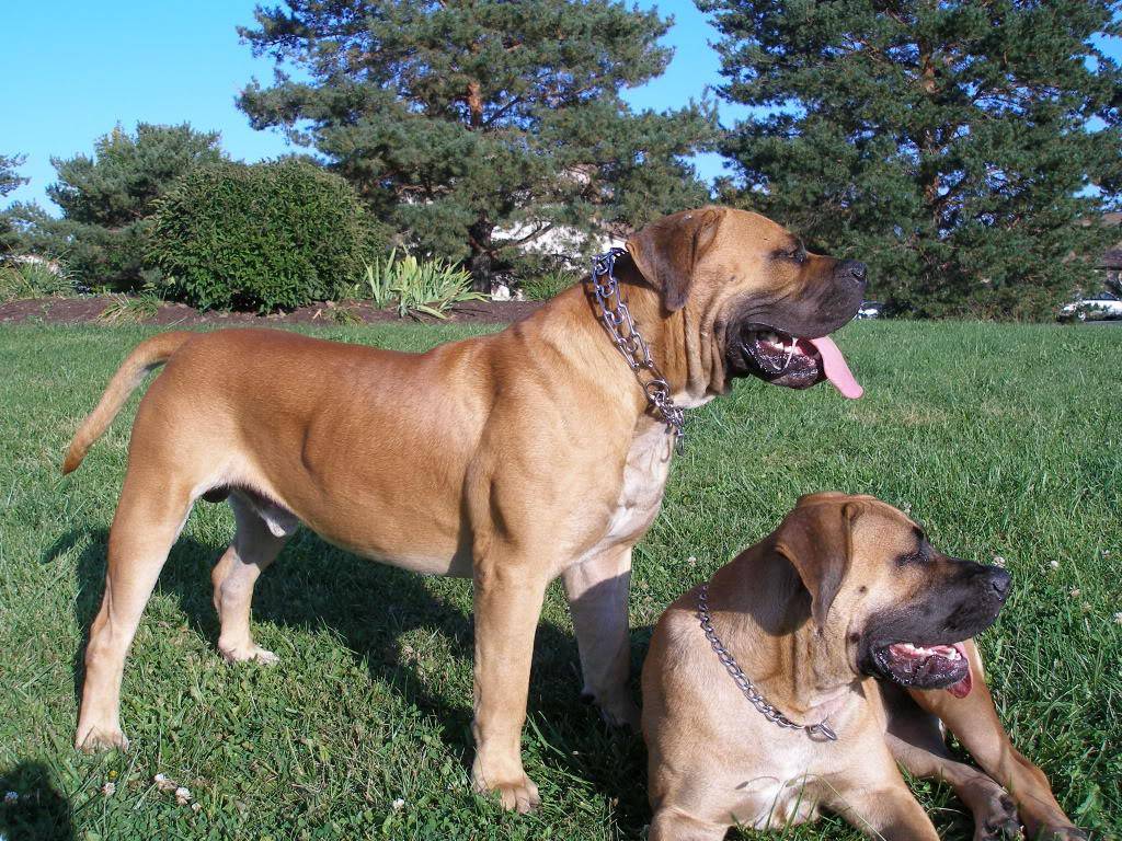 Характеристика собак породы южноафриканский бурбуль с отзывами и фото