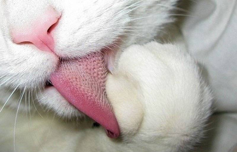 Что делать, если у кошки на языке появился налет?