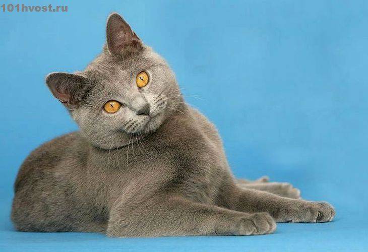 Картезианская кошка шартрез – описание породы, характер и повадки, уход и содержание, здоровье, кормление