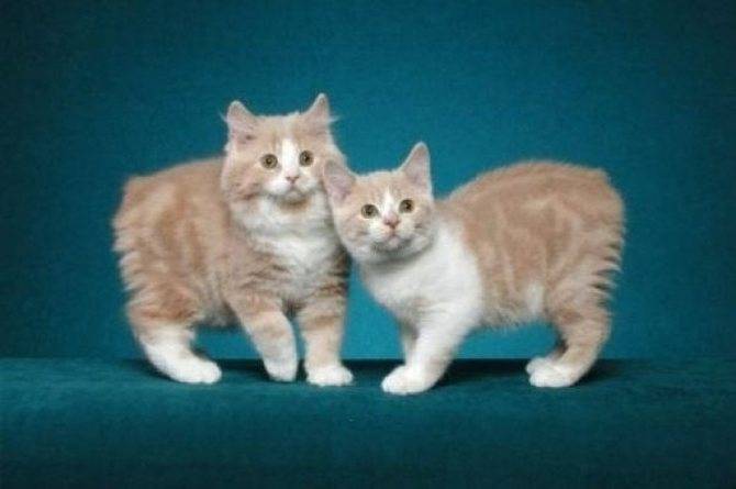 Мэнкс или мэнкская кошка (100 фото) - история и описание породы + цена и отзывы