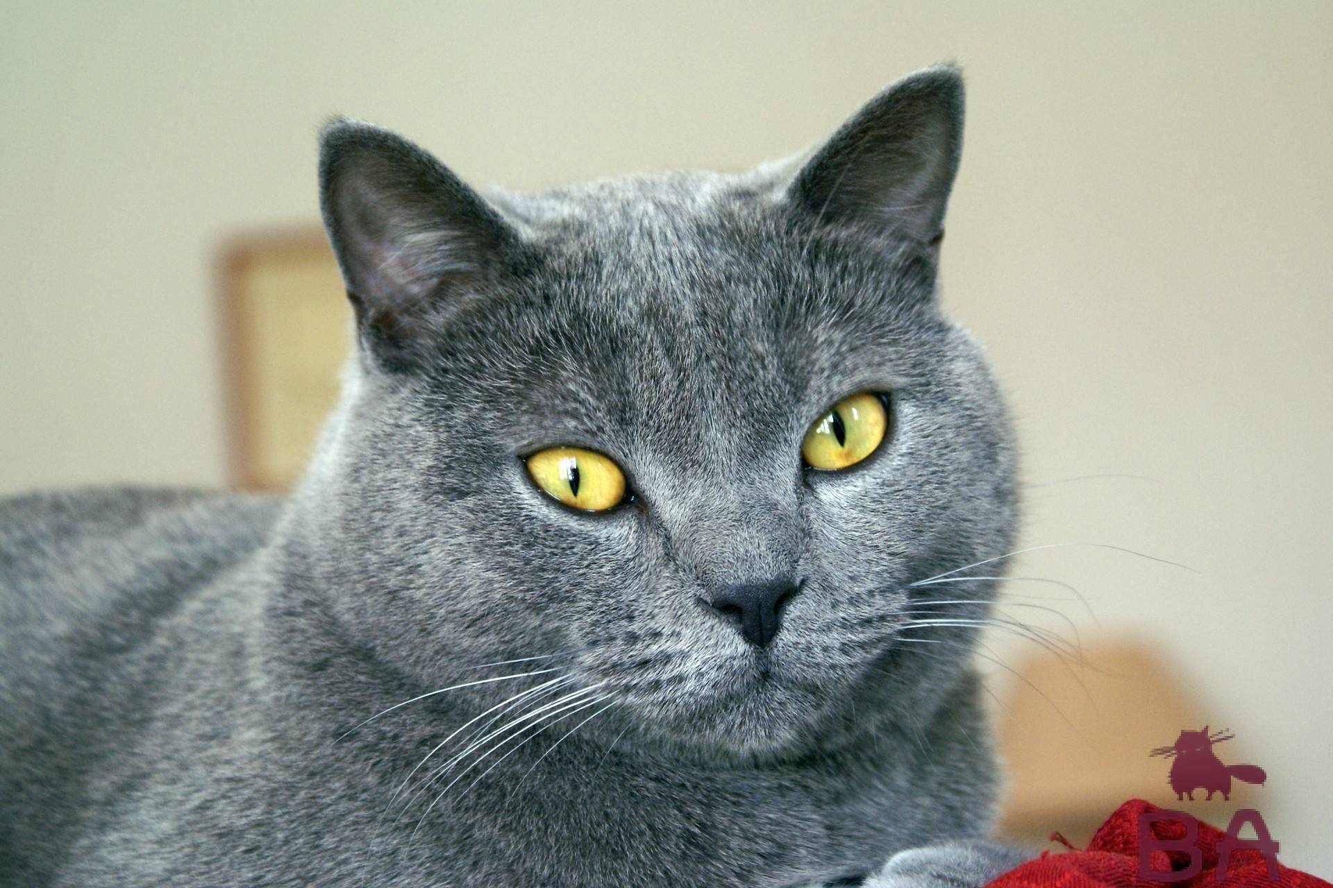 Шартрез - порода кошек - информация и особенностях | хиллс