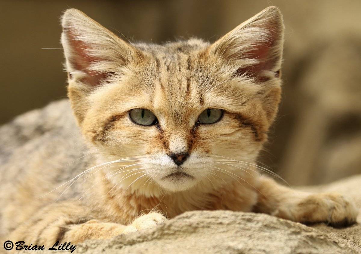 Барханный (песчаный) кот: фото, описание, повадки, рацион