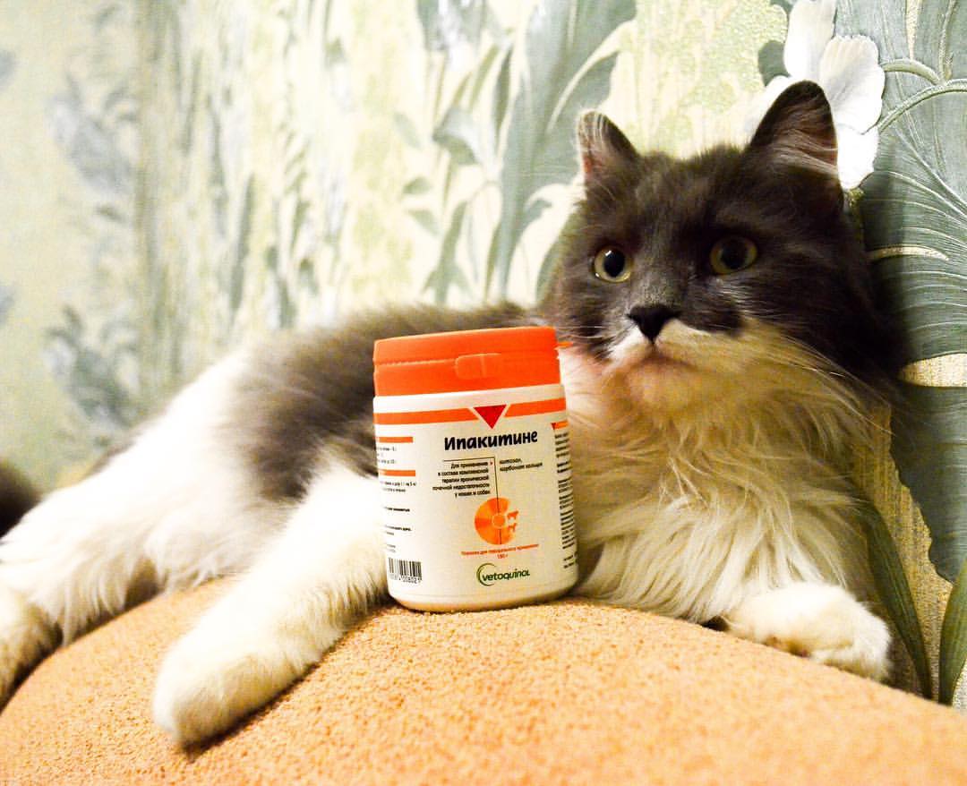 Ипакитине (ipakitine, ипакитин), для лечения хпн у кошек и собак