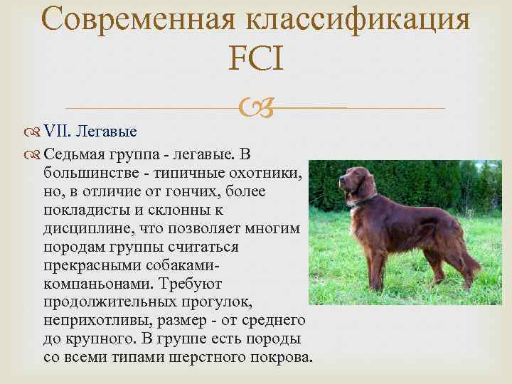 Веймаранер (веймарская легавая) — фото, описание породы собак, характер
