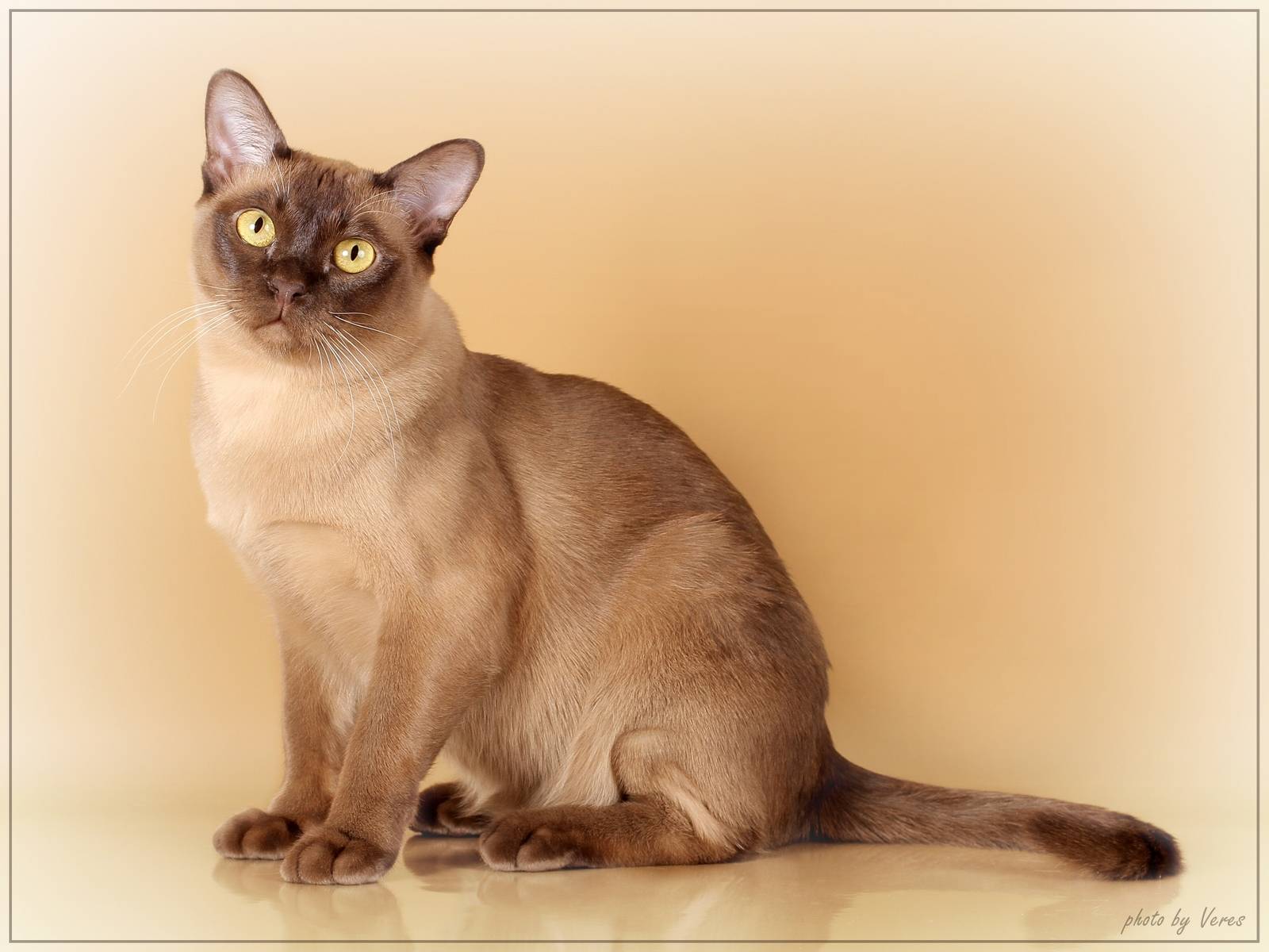 Бурманская кошка: кирпич, завёрнутый в шёлк