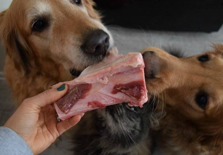 Чем нельзя кормить собаку | блог ветклиники "беланта"