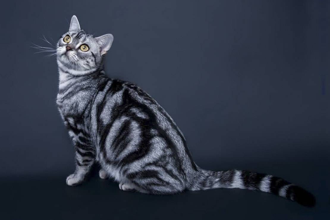 Короткошерстные породы кошек: названия и фото