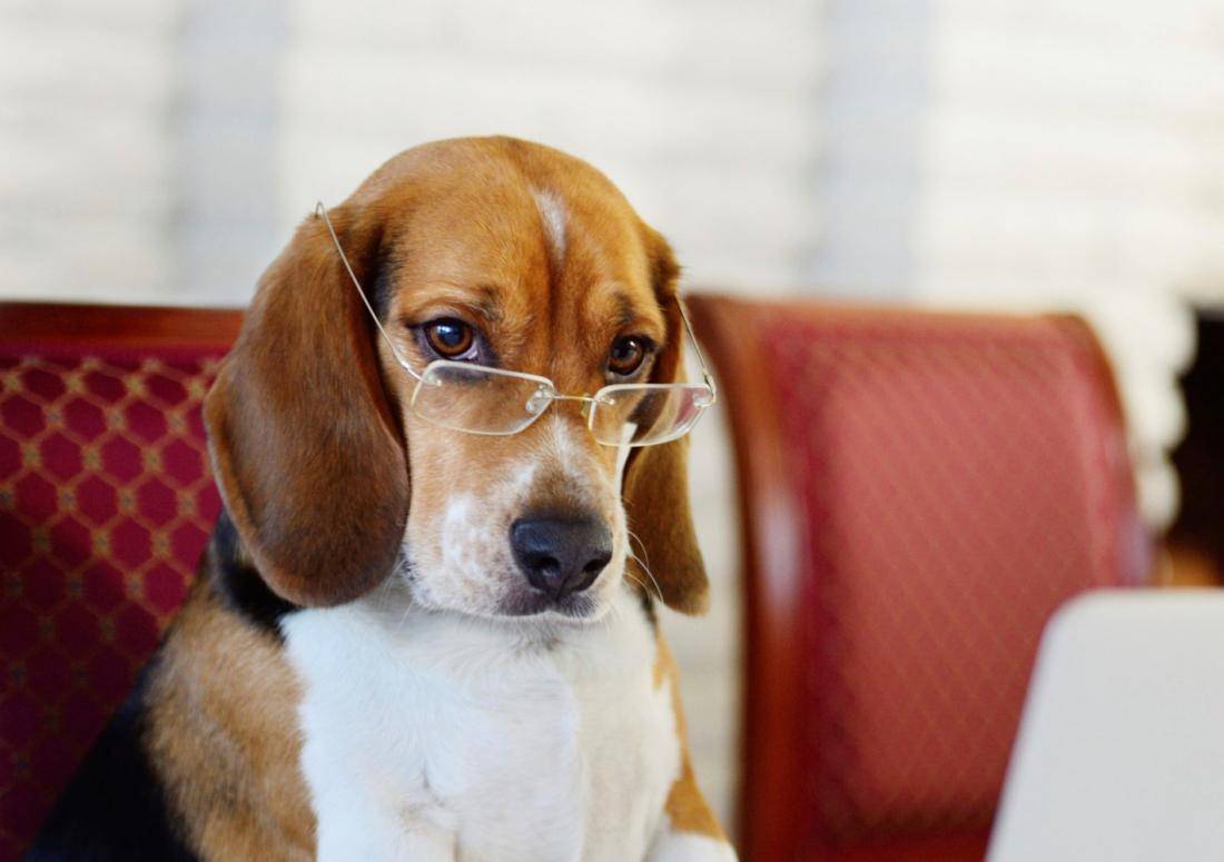 Самые умные породы собак в мире - рейтинг по интеллекту