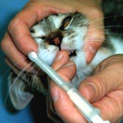 Как кошке дать таблетку