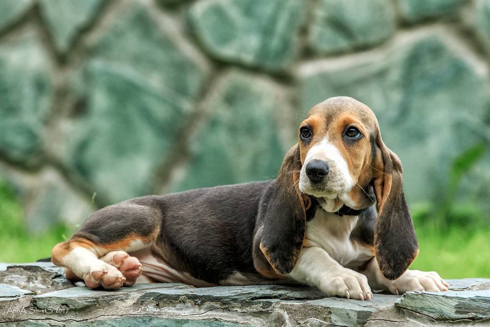Бассет-хаунд — все о породе любимой собаки коломбо
