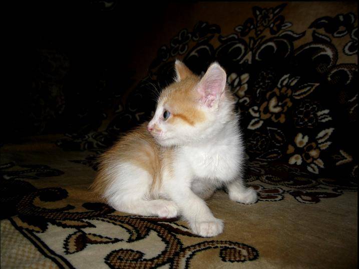 Клички для серых котов и кошек - более 300 имен для котенка мальчика и девочки
