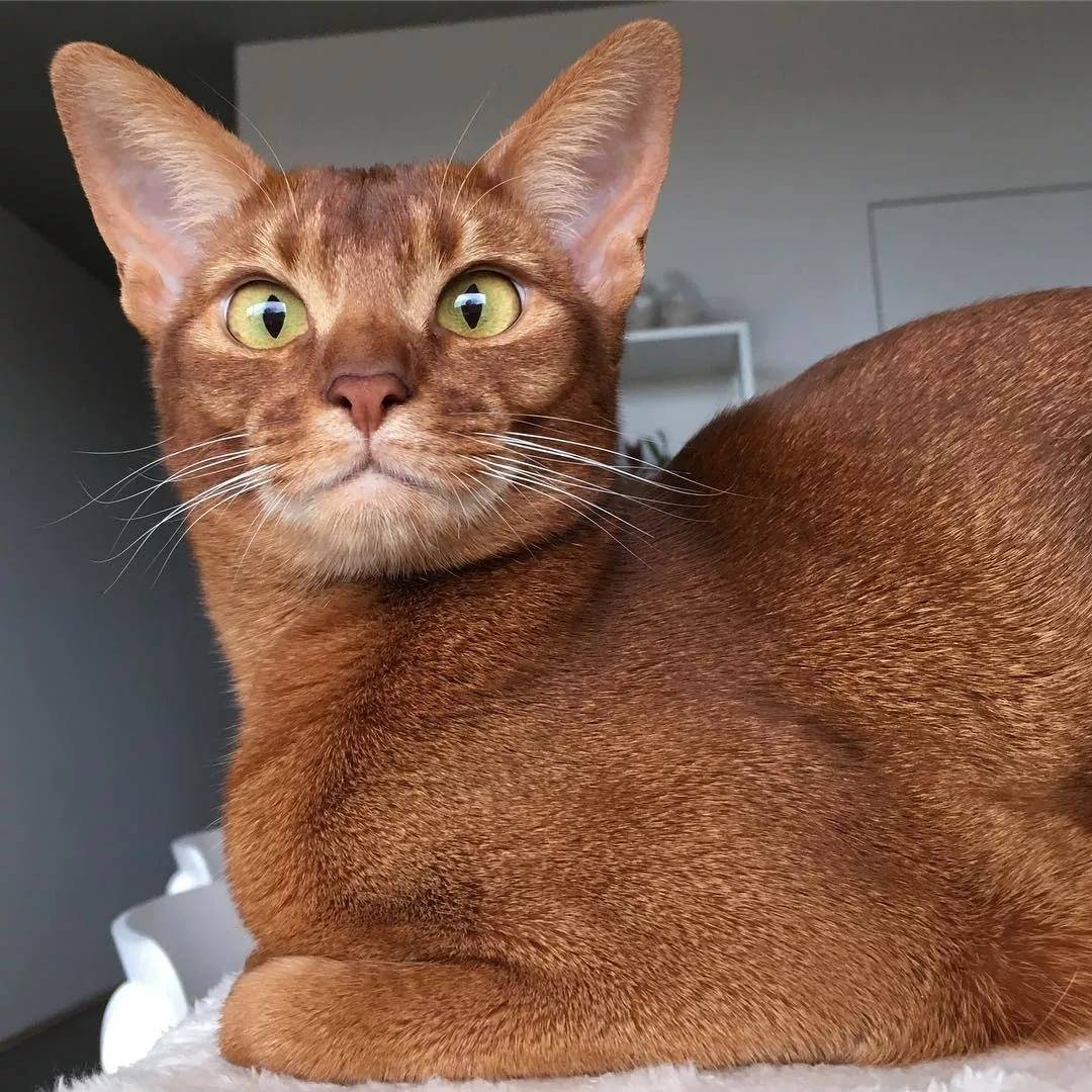 Абиссинская кошка: фото окрасов, описание породы, характер,цена
