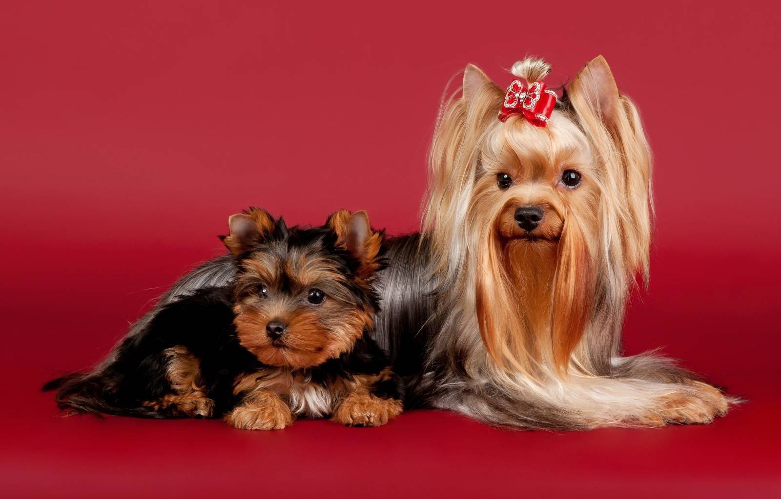 Топ самых маленьких карликовых собак с фотографиями и названиями, рейтинг по популярности
