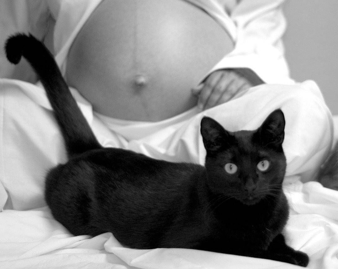 Почему беременным нельзя гладить кошек и убирать кошачий туалет, так ли это: беременность и коты