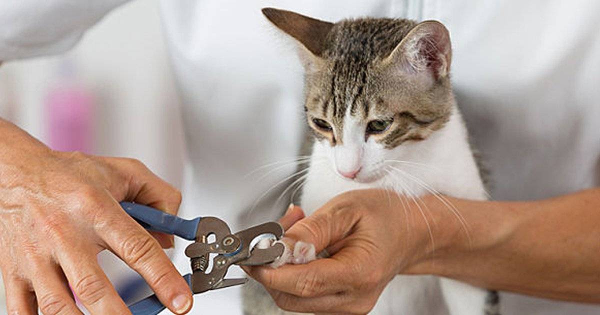 Можно ли кошке стричь когти, для чего и как правильно, альтернативные решения