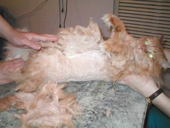 Кот блюет шерстью, что делать, когда у животного образуются трихобезоары в желудке