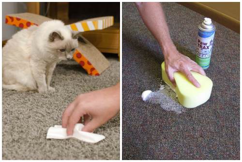 25 способов избавиться от запаха кошачьей мочи в квартире в домашних условиях