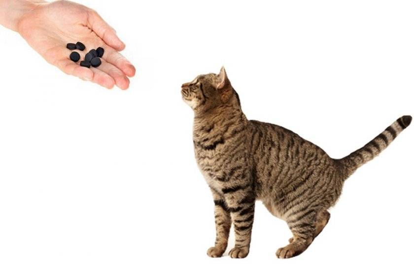 Можно ли кошкам давать активированный уголь: дозировка, побочные эффекты