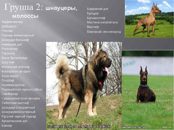 Пастушьи породы собак: список представителей с фотографиями, названиями, описаниями и ценами