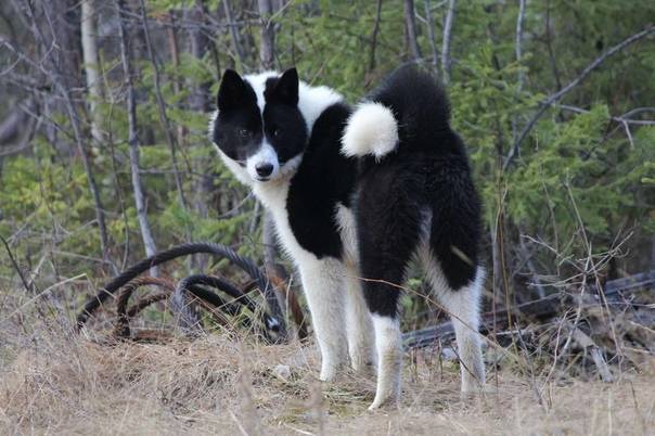 Карельская медвежья собака: описание породы - моя собака