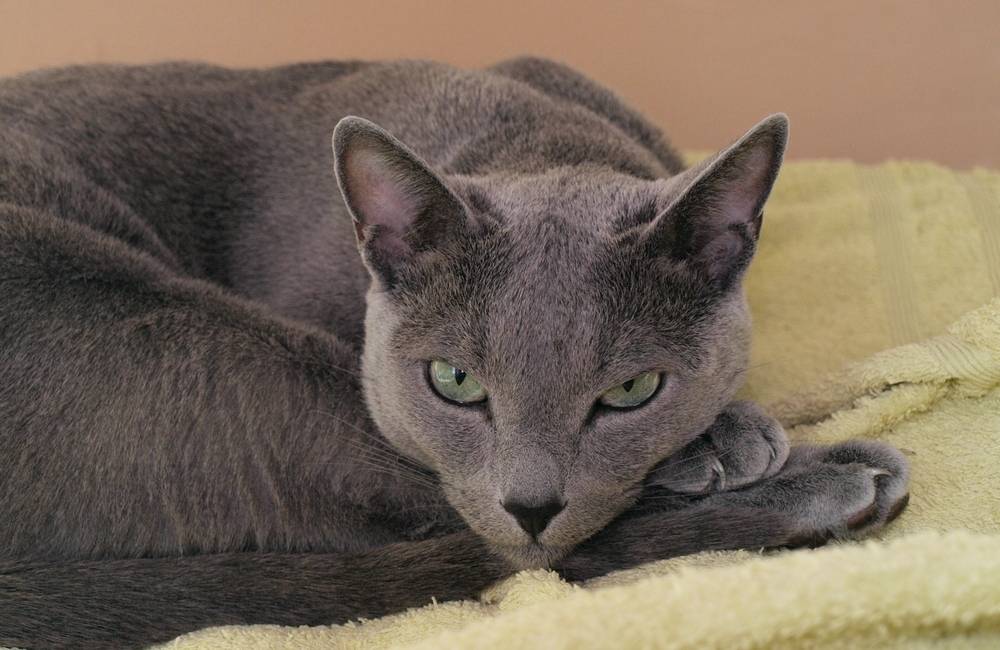 Русская голубая кошка: история породы, характерные черты, уход и разведение