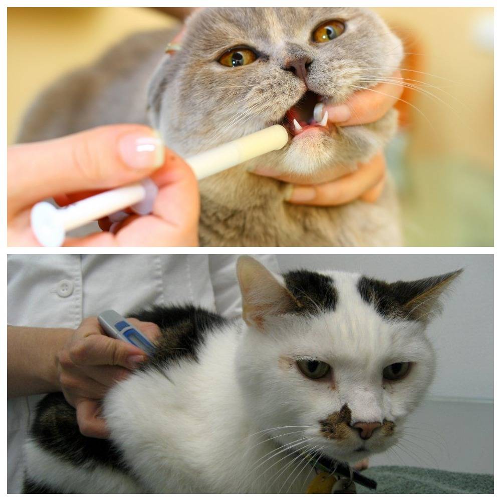 Гепатит у кошек:  причины, симптомы и лечение, заразен ли