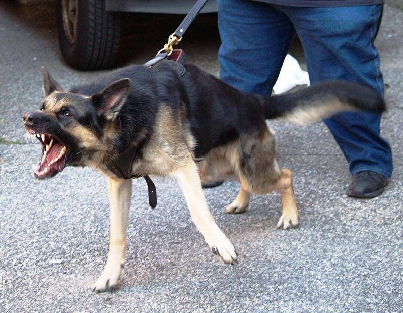 Собака кусается: статья о том, как отучить питомца от агрессии