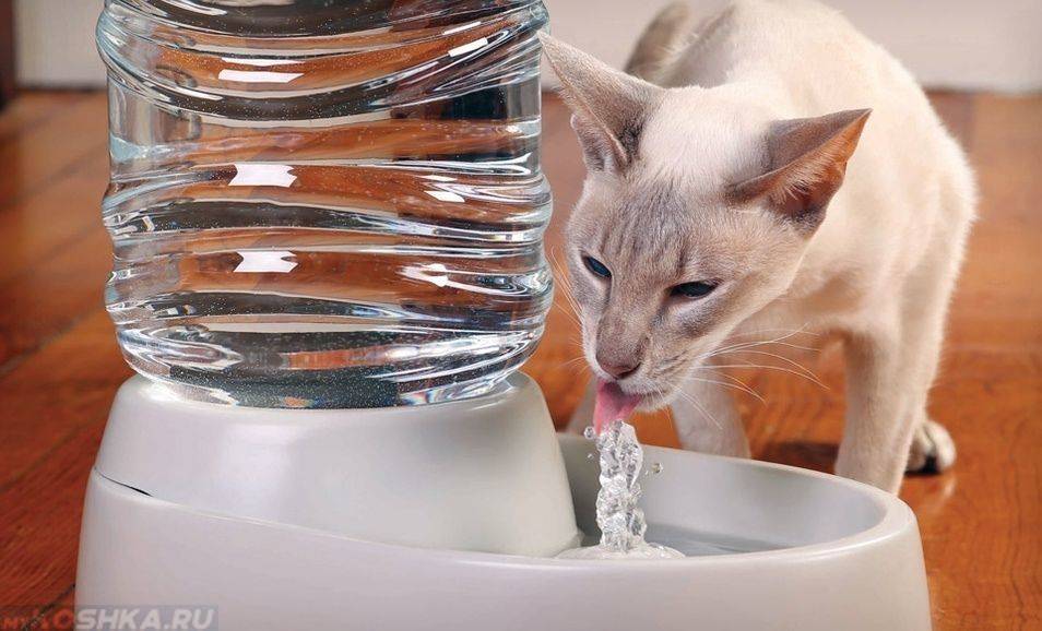 Сколько кот может прожить без воды и еды
сколько кот может прожить без воды и еды