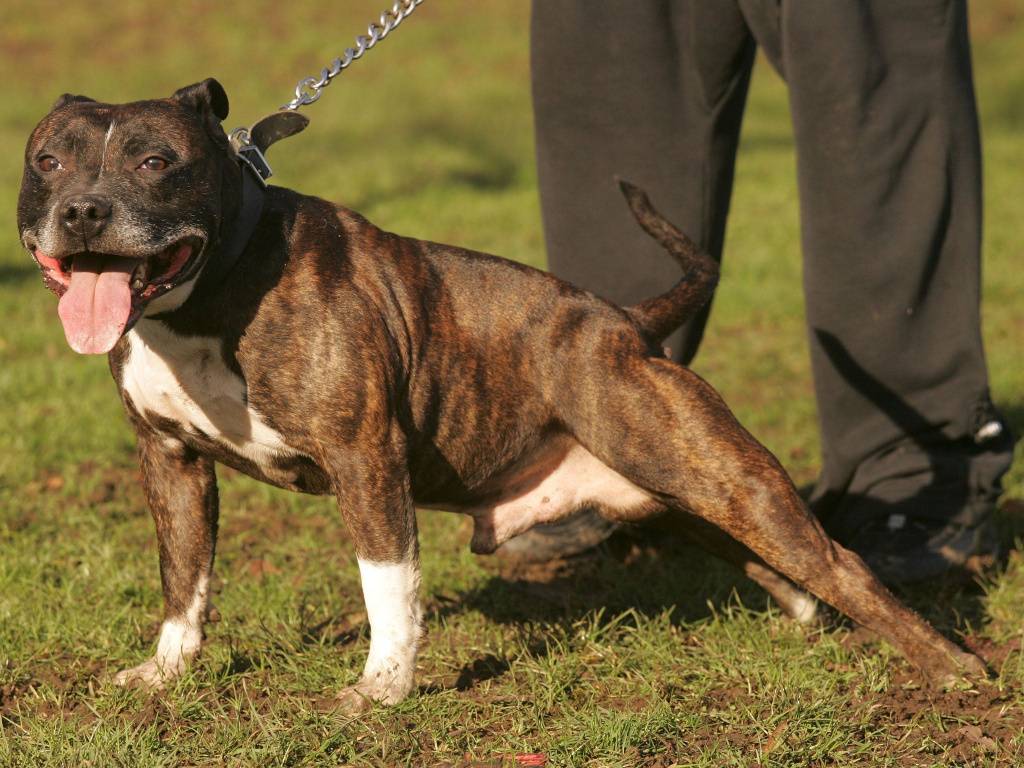 Характеристика породы «американский стаффордширский терьер»: фото собак, принятый стандарт и правила содержания