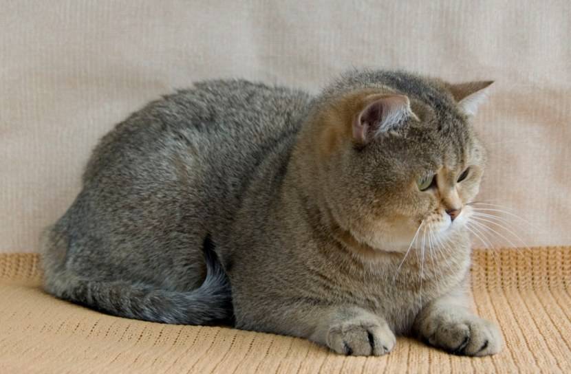 Как ухаживать за британским котом? содержание и воспитание котят британской породы в квартире, уход за шерстью и ушами