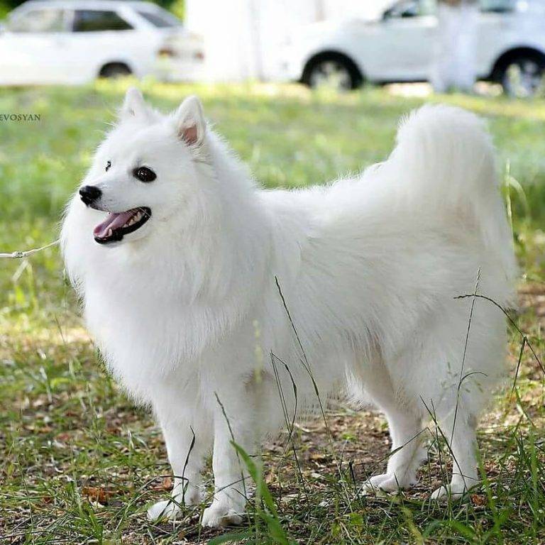 Японский шпиц — собака удивительной красоты и доброго, уживчивого нрава