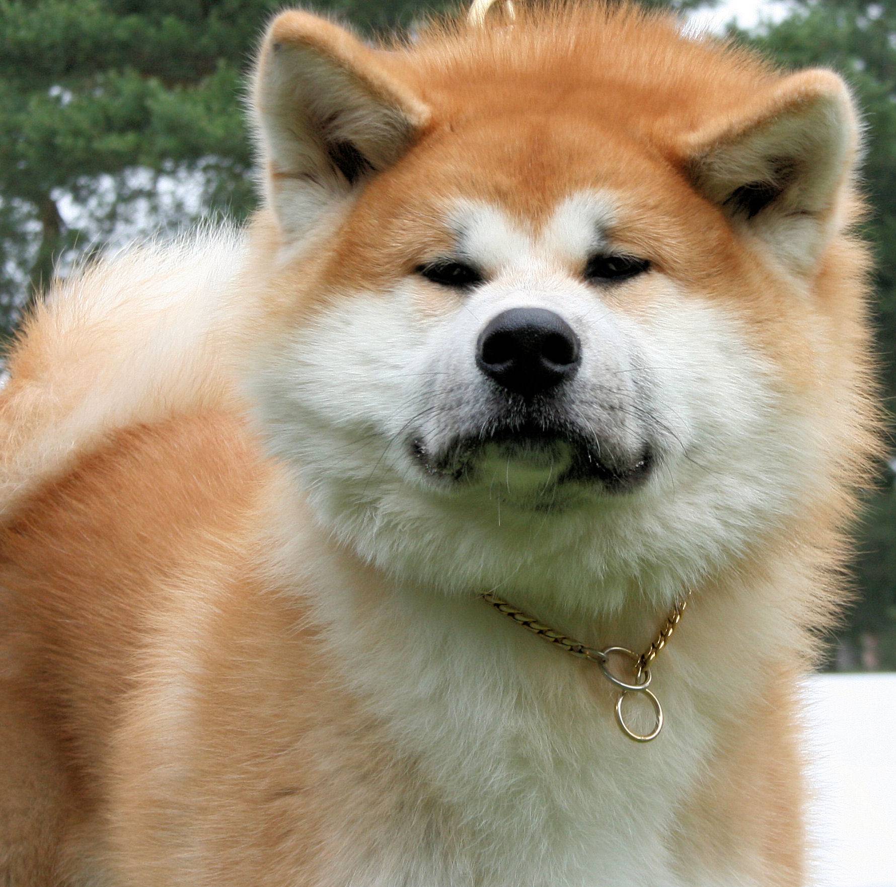 Японские породы собак: от акиты до хина