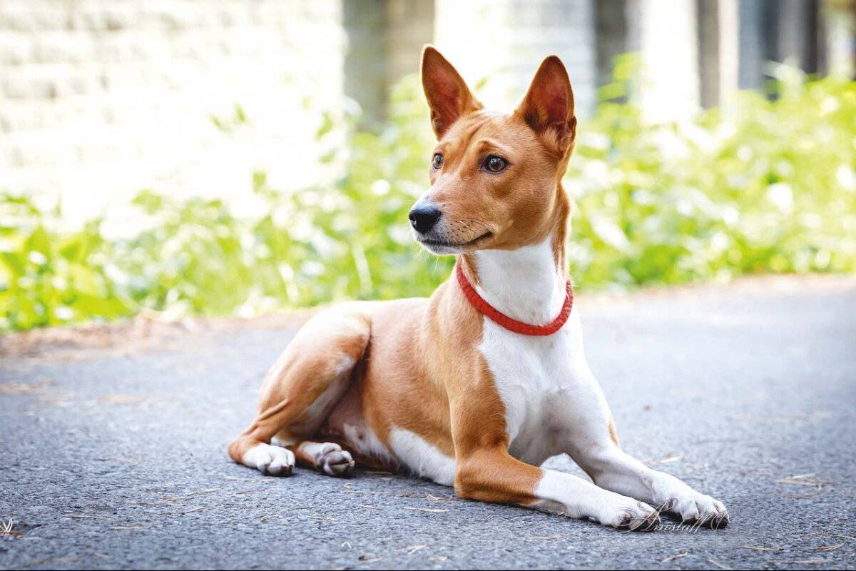 Басенджи собака - топ 120 фото с историей породы и описанием всех особенностей