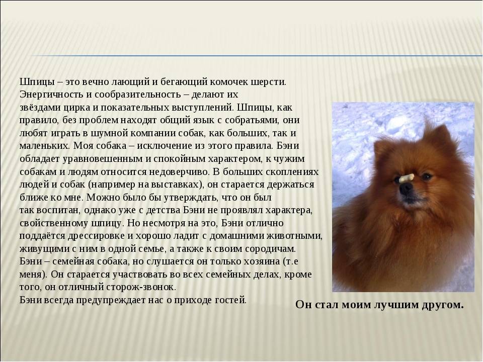 Померанский шпиц — порода собак