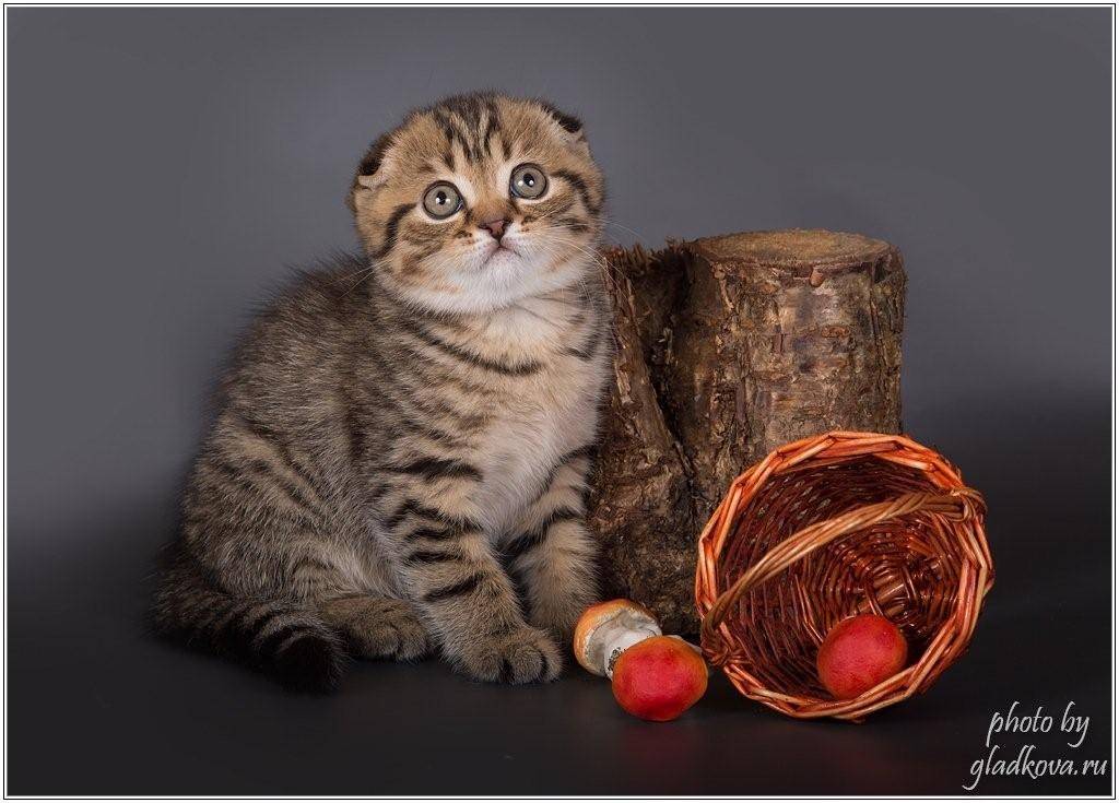 Как ухаживать за вислоухим шотландским котенком? особенности содержания и питания скоттиш-фолда. как правильно приучить к лотку?