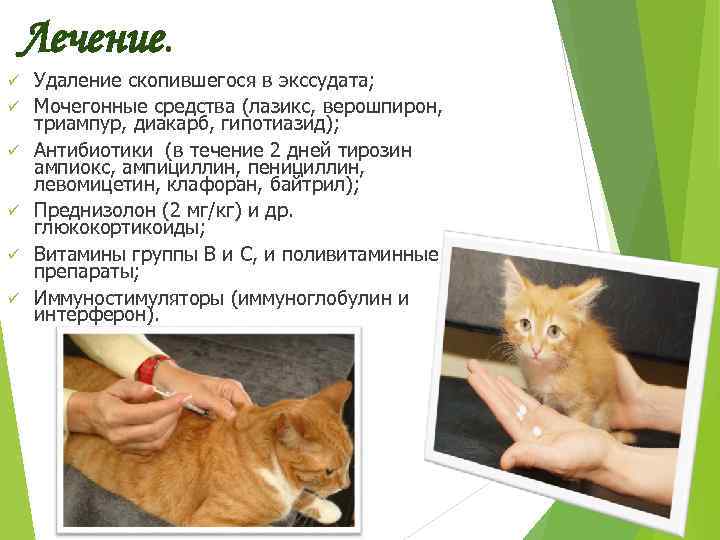 Инфекционный перитонит у кошек