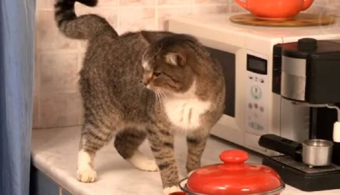 Как отучить кота лазить по столам. советы эксперта