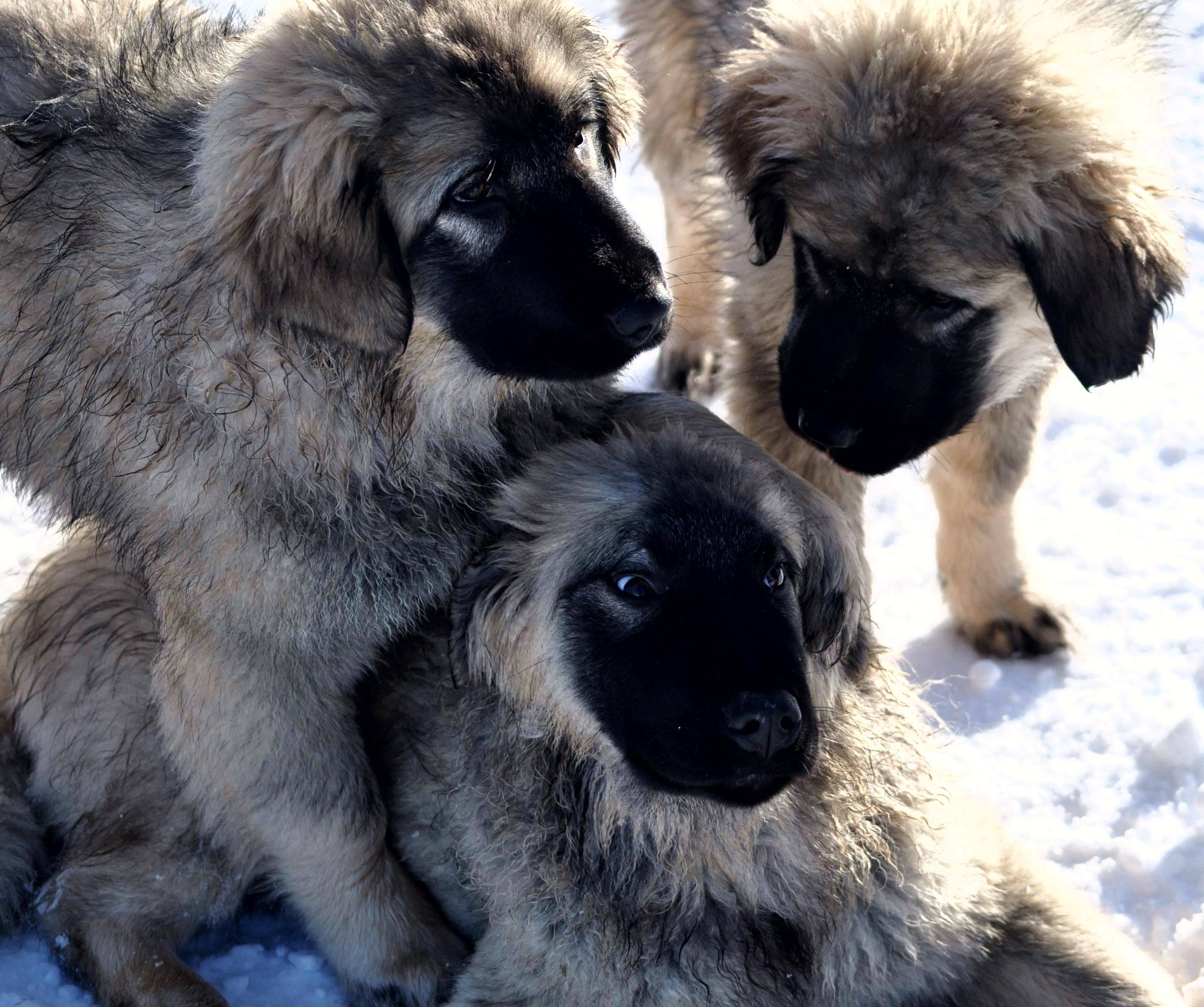 Португальская овчарка: описание породы, характер, фото | все о собаках