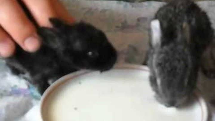 Как часто крольчиха кормит крольчат и как она это делает