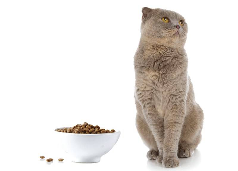 Кошка плохо ест сухой корм — причины и решение проблемы